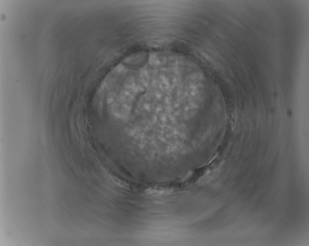 X0000075830817200610061819