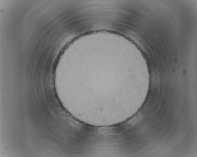 X0000075830832200610061820