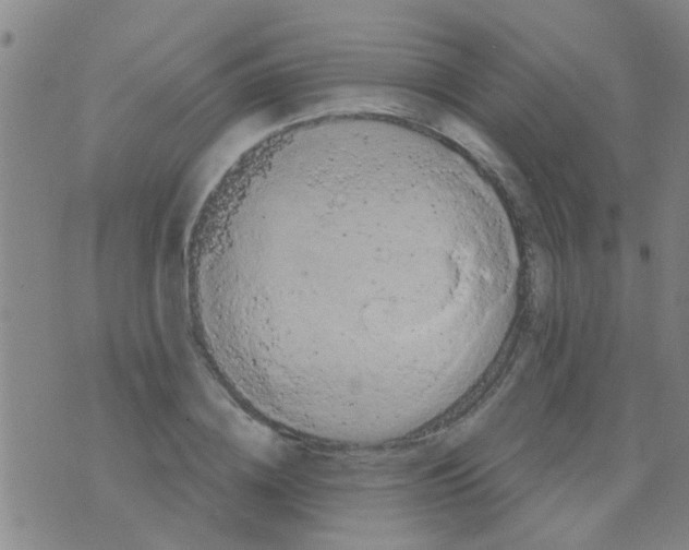 X0000075830836200610061820