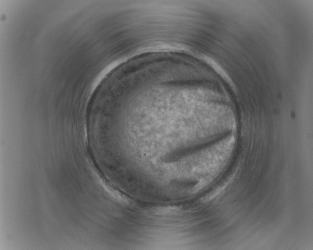 X0000075830837200610061820