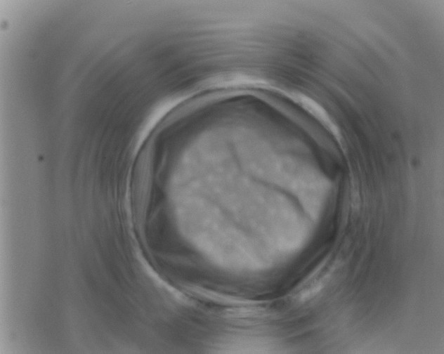 X0000075830863200610061820