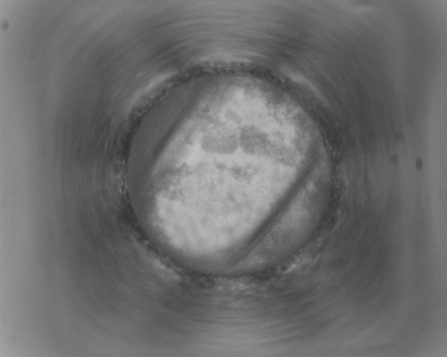 X0000075830870200610061819