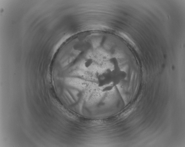 X0000075830883200610061819