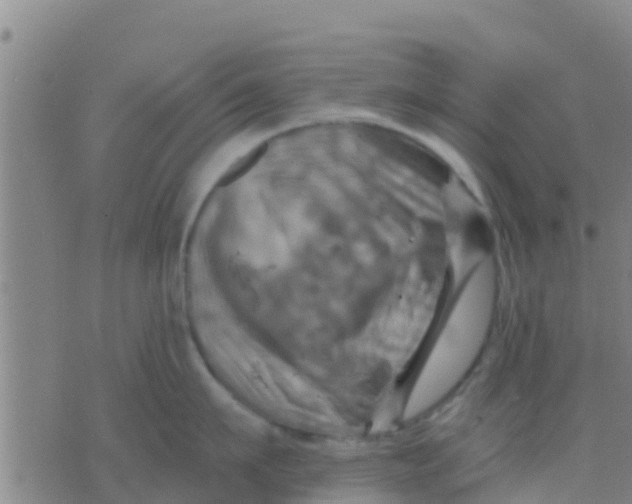 X0000075830911200610061819