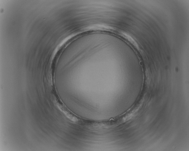 X0000075830931200610061818