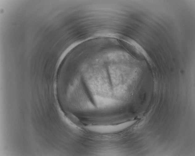 X0000075830955200610061819