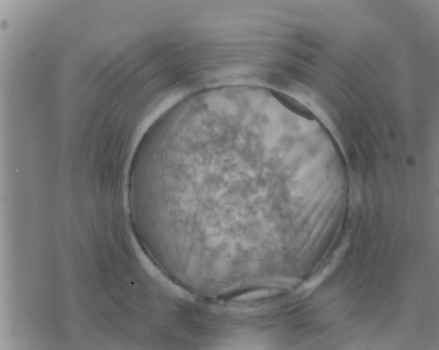 X0000075830957200610061819