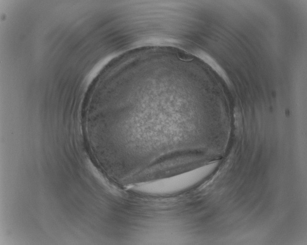 X0000075830972200610061818