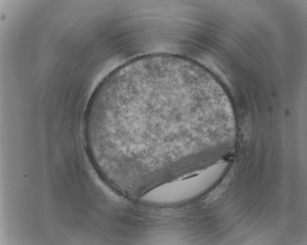 X0000075830991200610061817