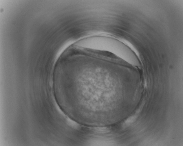 X0000075831007200610061817