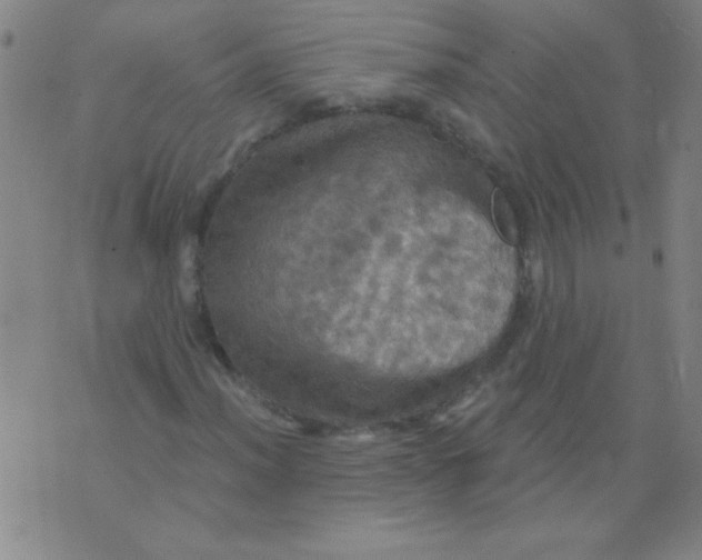 X0000075831012200610061816