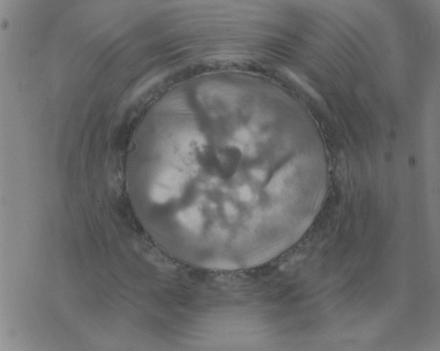 X0000075831015200610061816