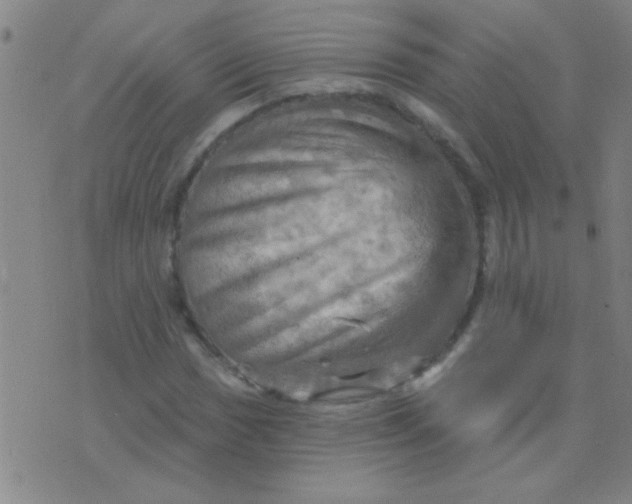 X0000075831017200610061816