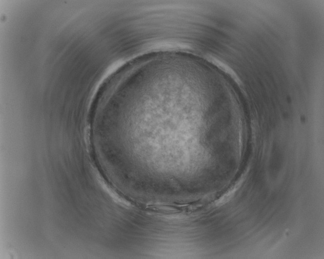 X0000075831029200610061817