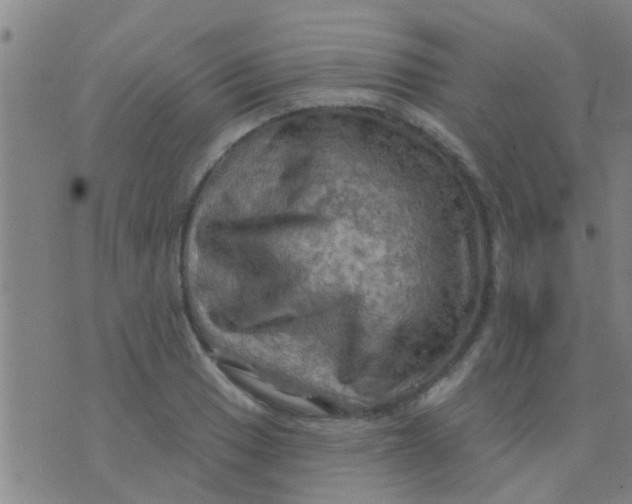 X0000075831033200610061817