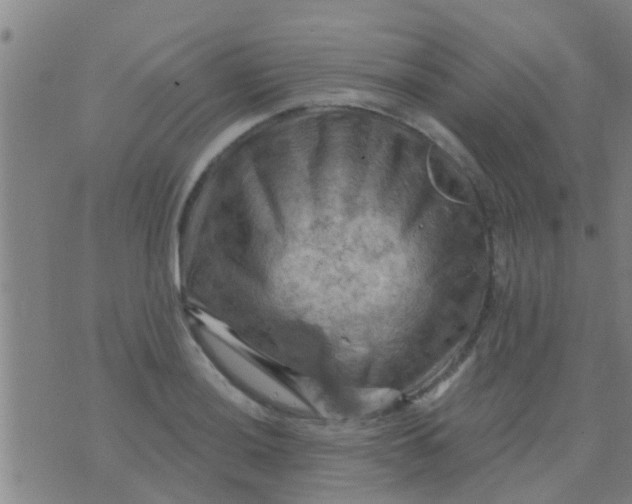 X0000075831036200610061817