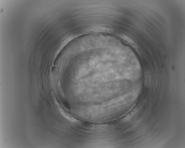 X0000075831039200610061817