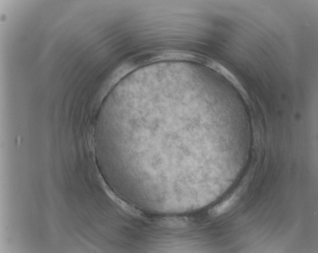 X0000075831049200610061817