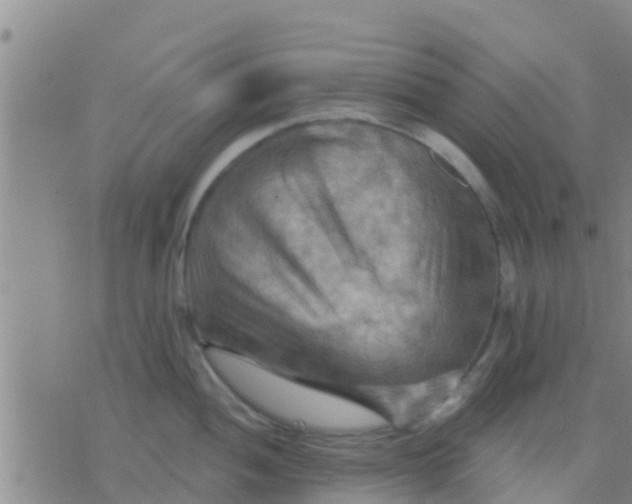 X0000075831052200610061817