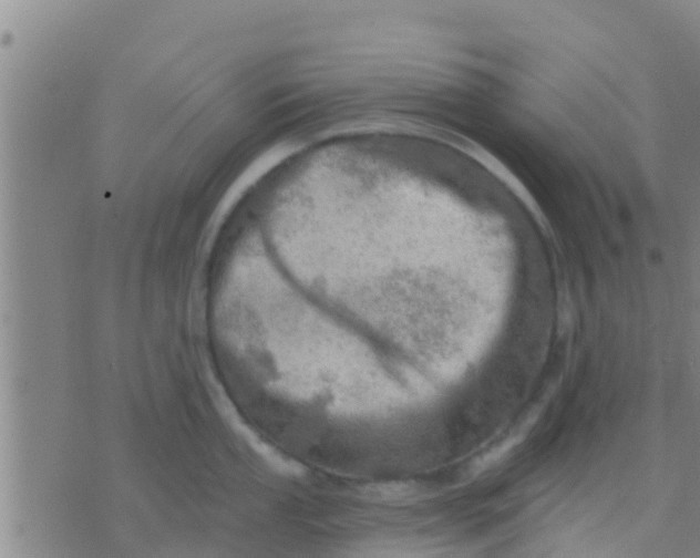 X0000075831053200610061817