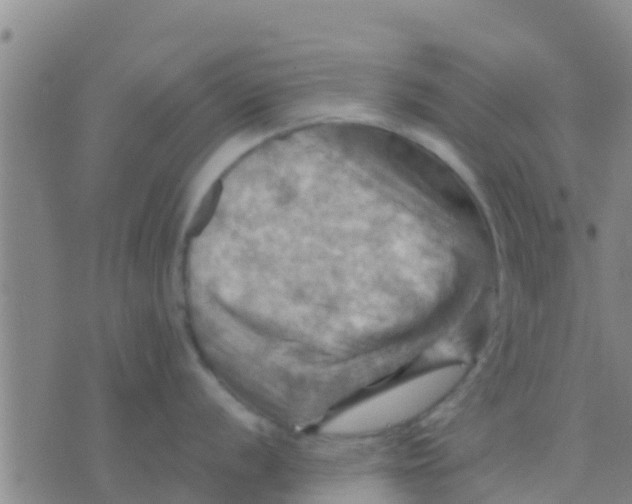 X0000075831056200610061817