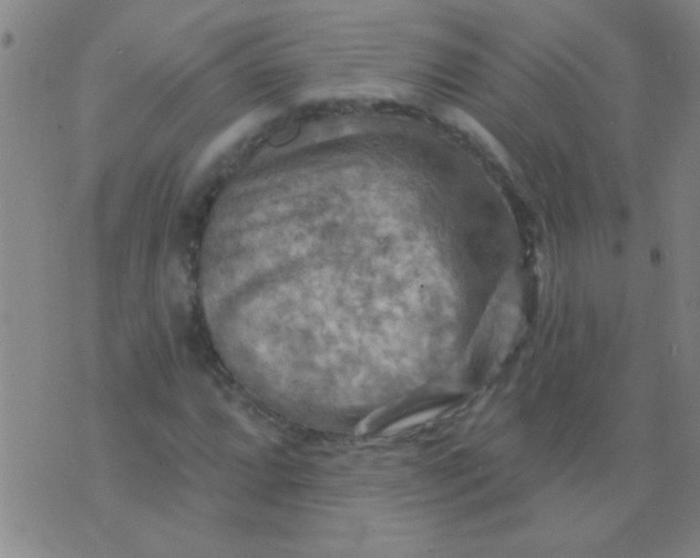 X0000075831064200610061816