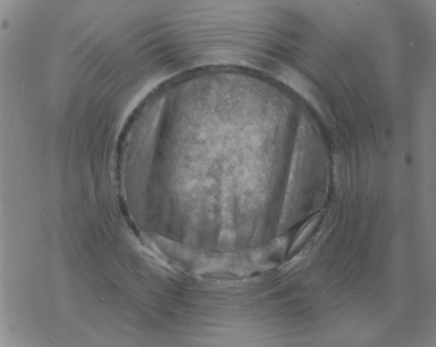 X0000075831068200610061816