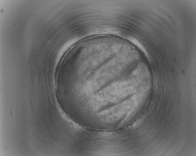 X0000075831088200610061816