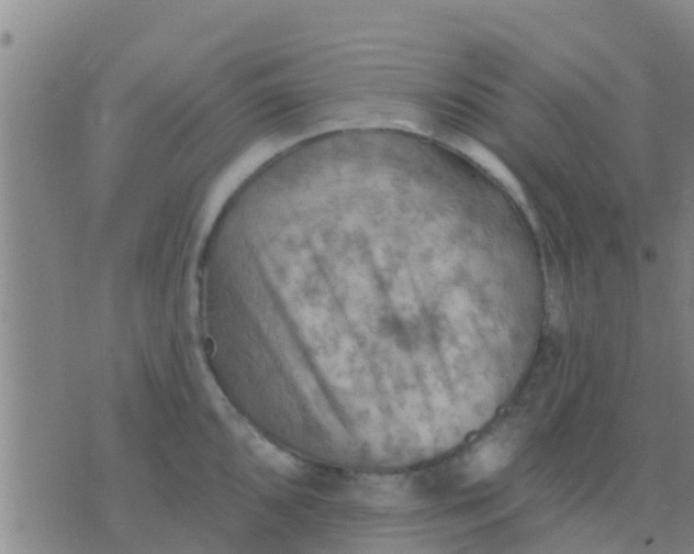 X0000075831096200610061816