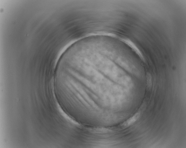 X0000075831100200610061816