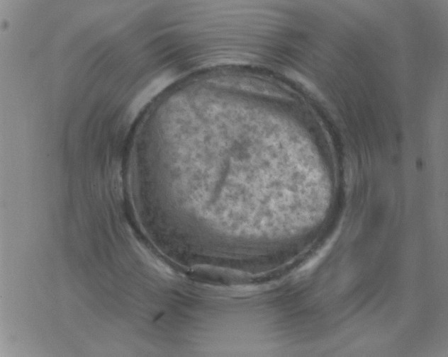 X0000075831113200610061815