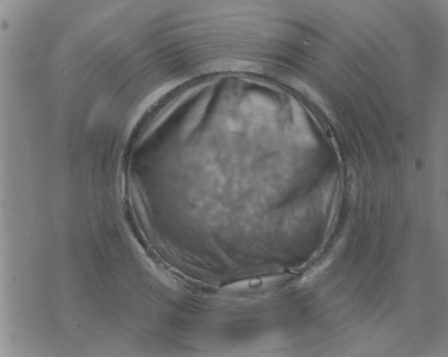 X0000075831125200610061815