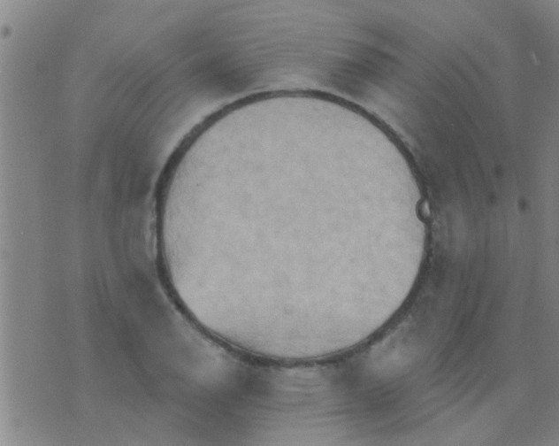 X0000075831126200610061815