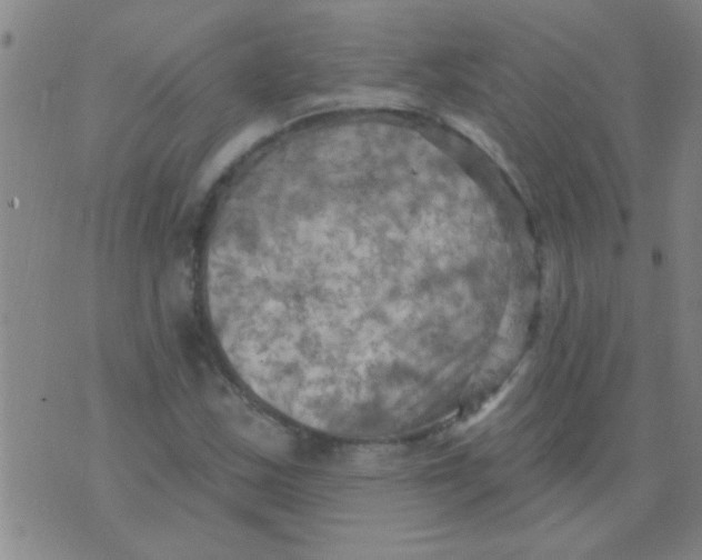 X0000075831163200610061814