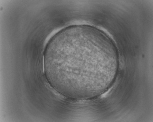 X0000075831175200610061814