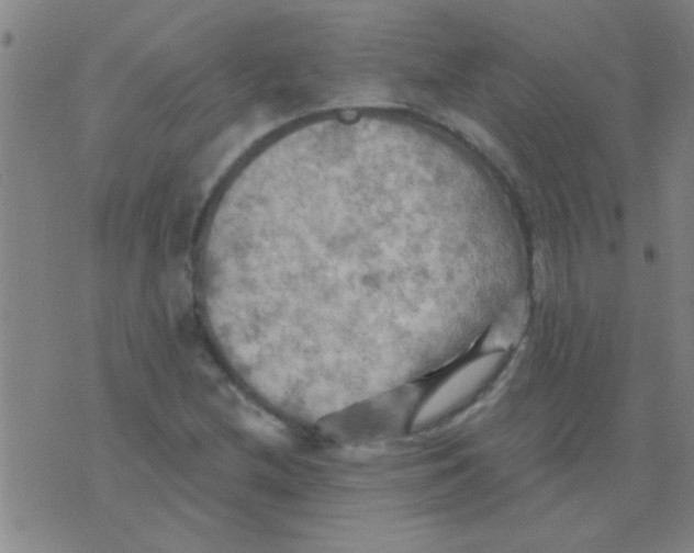 X0000075831212200610061813