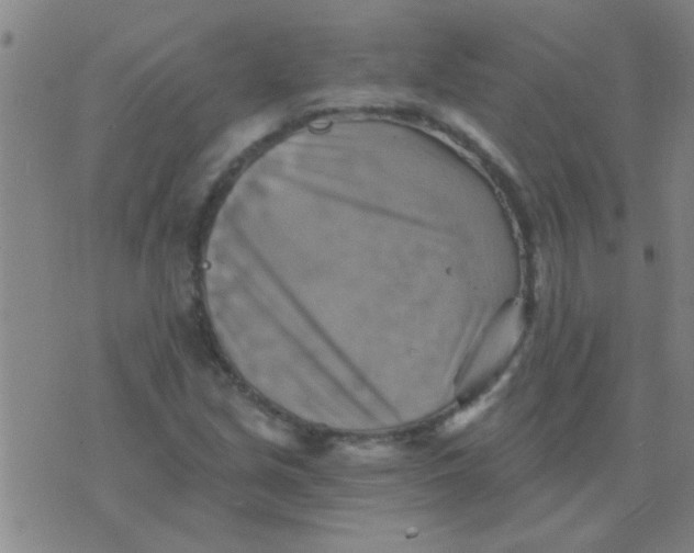 X0000075831213200610061813