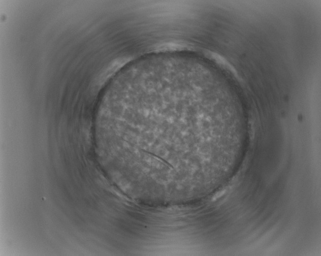 X0000075831217200610061813