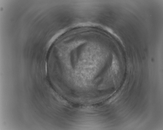 X0000075831221200610061813