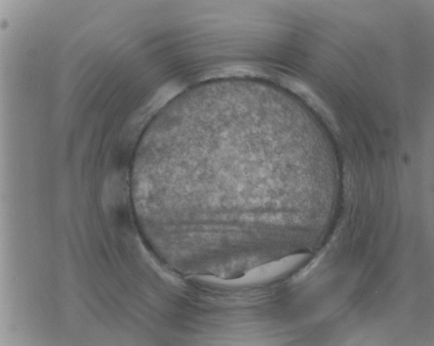 X0000075831233200610061814