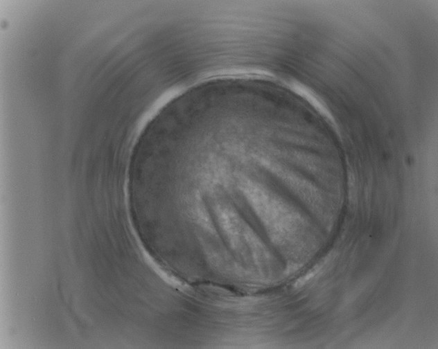 X0000075831237200610061814