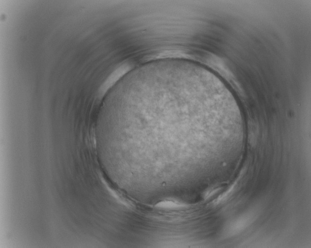 X0000075831241200610061814