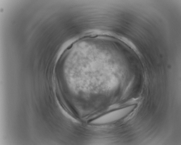 X0000075831247200610061814