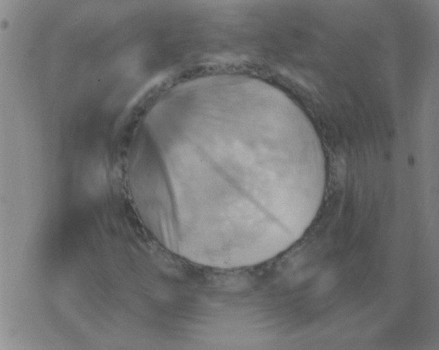 X0000075831254200610061813