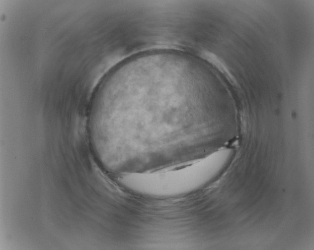 X0000075831260200610061813