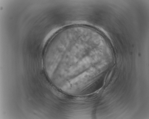 X0000075831271200610061813