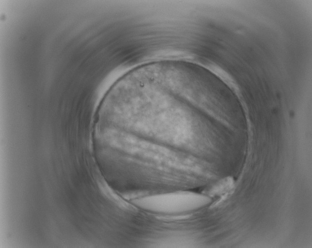 X0000075831296200610061812