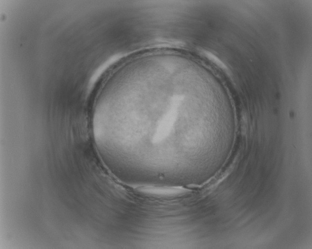 X0000075831310200610061812