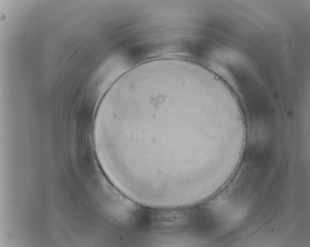 X0000075831338200610061812