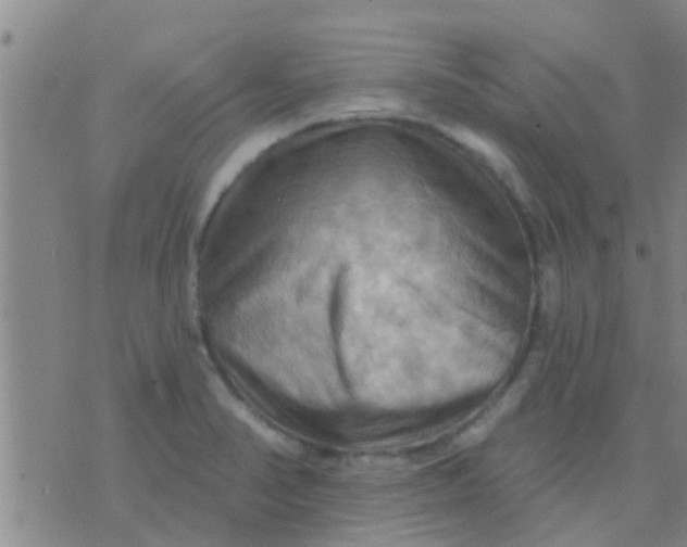 X0000075831374200610061811